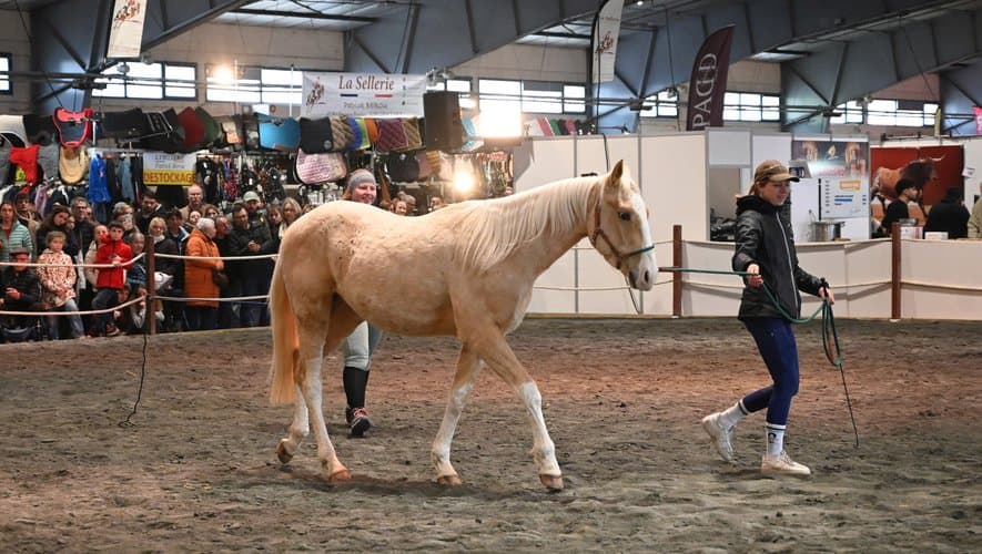 Le salon du cheval d'Albi cartonne : Nicolas paie, les élites boudent