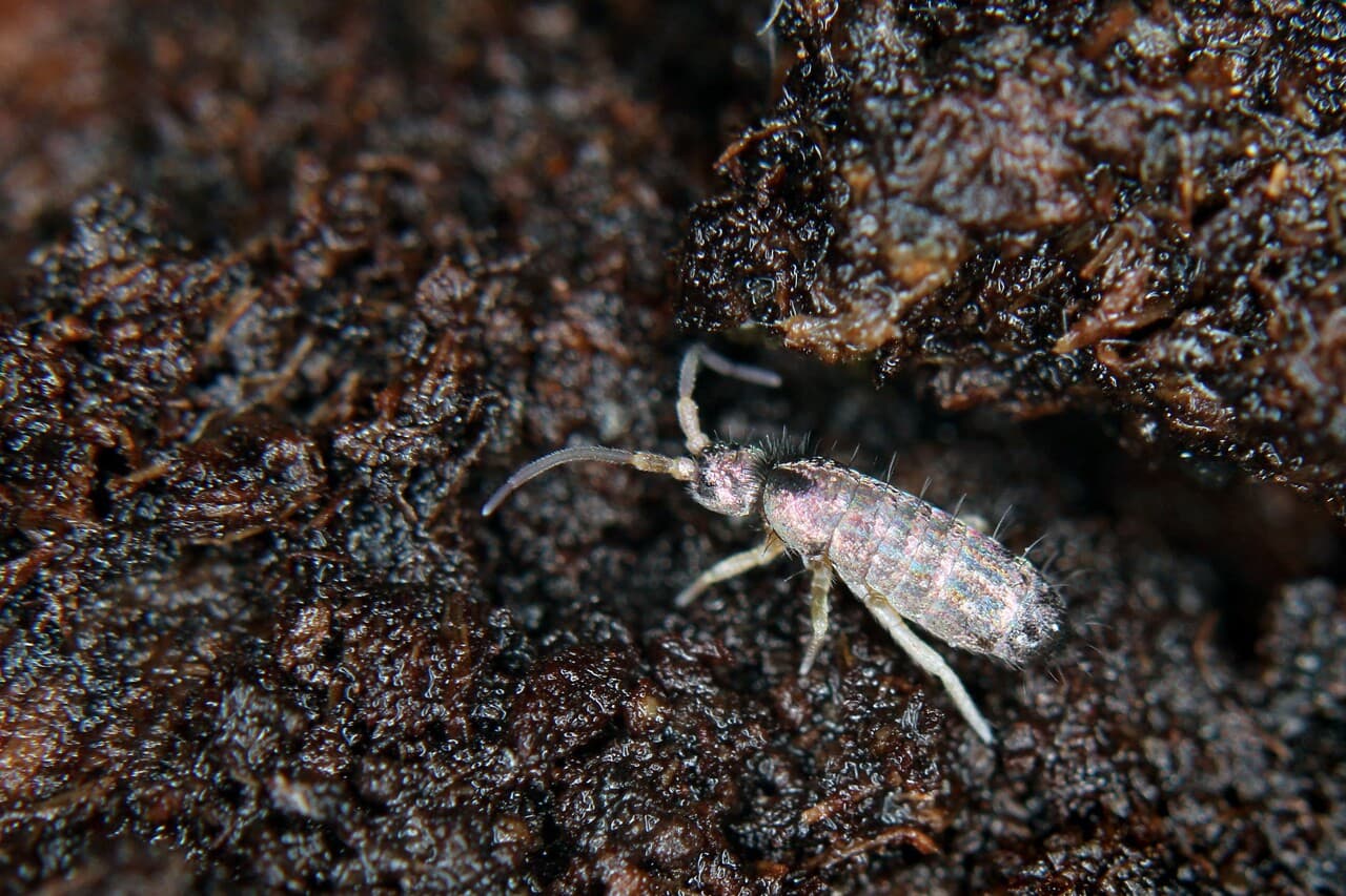 Collemboles : ces envahisseurs microscopiques défient la science