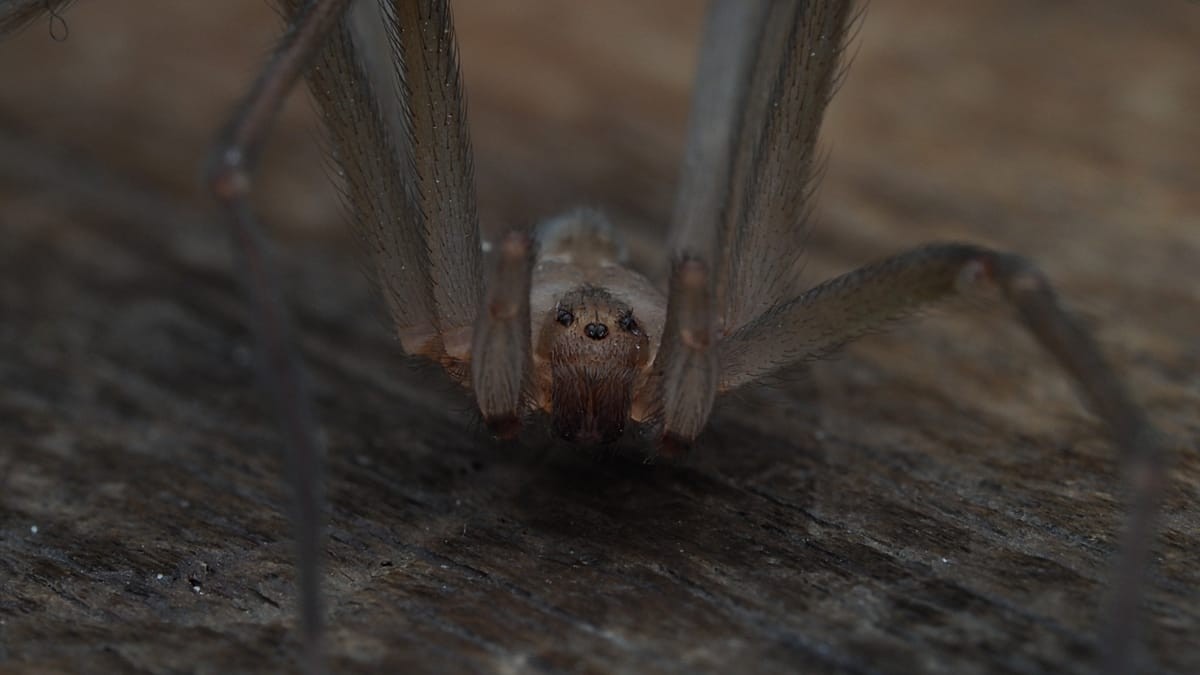 Araignée venimeuse au Portugal : l'invasion silencieuse