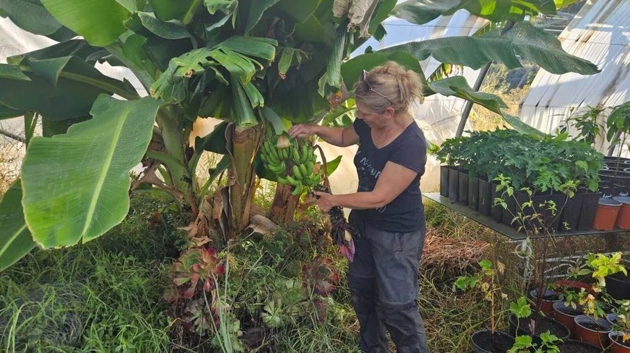 Bananes dans le Var : l'écologie punitive se prend une gamelle, place au réalisme tropical
