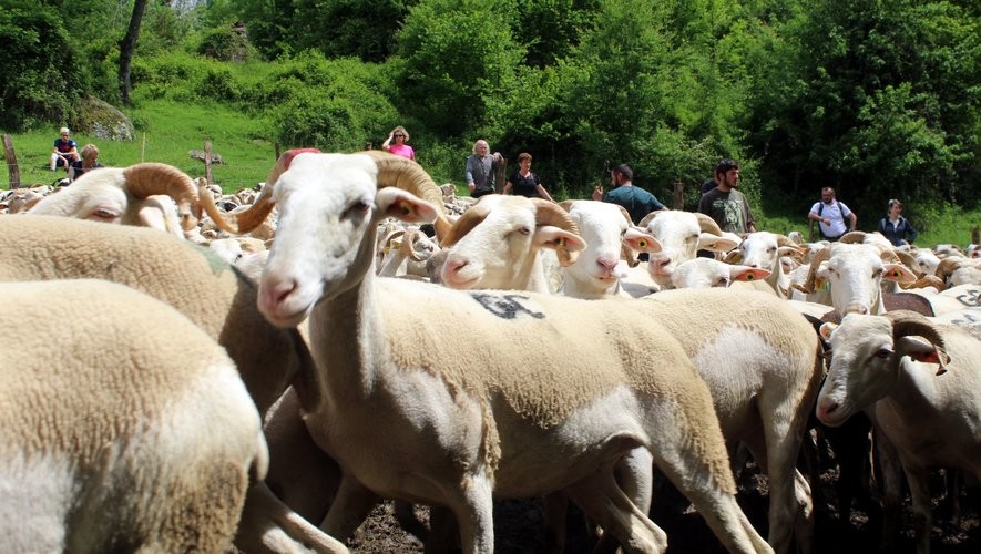FCO en estive : la langue bleue des moutons fait de la résistance, et l’État regarde ailleurs